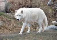 Arctic Wolf