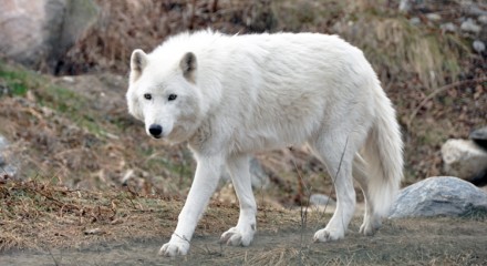 Arctic Wolf