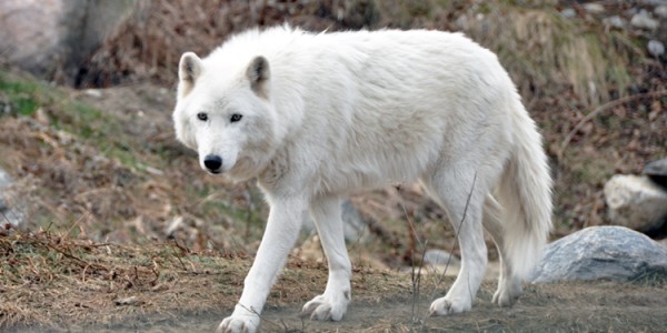 Arctic Wolf