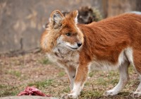 The IUCN Red List of Threatened Species lists the dhole as an endangered species and estimates that fewer than 2,500 mature dholes remain in the wild.