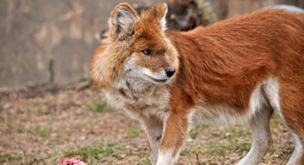 The IUCN Red List of Threatened Species lists the dhole as an endangered species and estimates that fewer than 2,500 mature dholes remain in the wild.