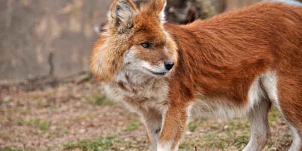 The IUCN Red List of Threatened Species lists the dhole as an endangered species and estimates that fewer than 2,500 mature dholes remain in the wild.