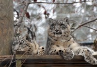 Snow Leopards