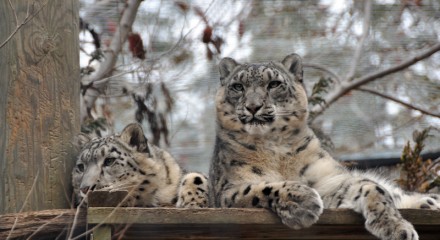 Snow Leopards