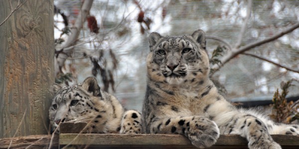 Snow Leopards