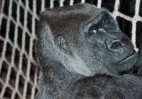 Western Lowland Gorilla