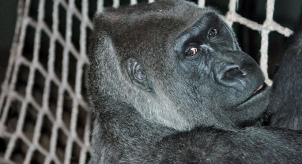 Western Lowland Gorilla