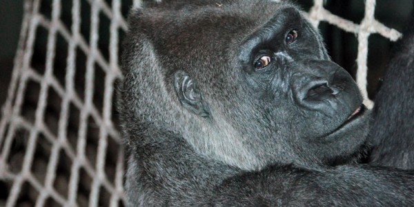 Western Lowland Gorilla