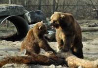 Grizzly Bear Fight