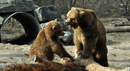 Grizzly Bear Fight