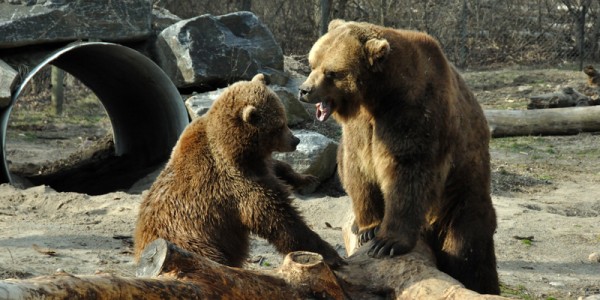 Grizzly Bear Fight