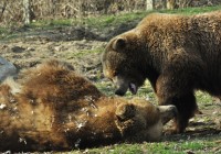 Grizzly Bears Playing