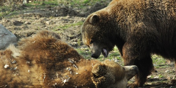 Grizzly Bears Playing