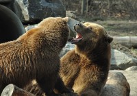 Grizzly Bears