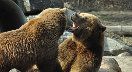 Grizzly Bears