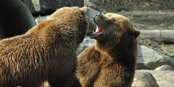 Grizzly Bears