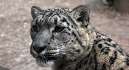 Snow Leopard