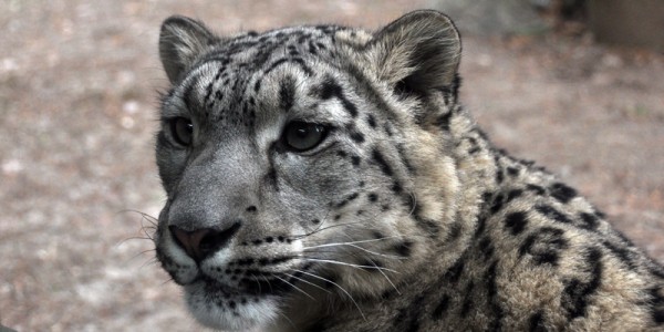 Snow Leopard