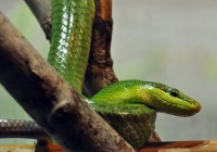 Red-tailed Green Ratsnake