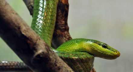 Red-tailed Green Ratsnake