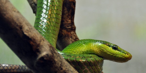 Red-tailed Green Ratsnake