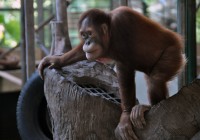 Sumatran Orangutan