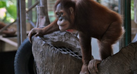 Sumatran Orangutan