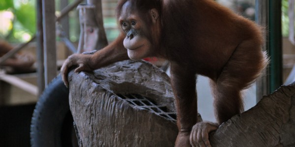 Sumatran Orangutan