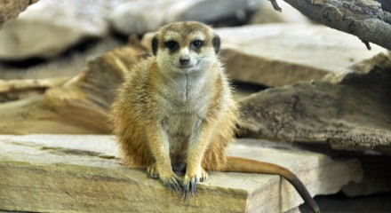 Meerkat