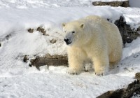 Young Polar Bear