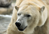 Adult Polar Bear