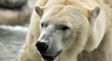 Adult Polar Bear