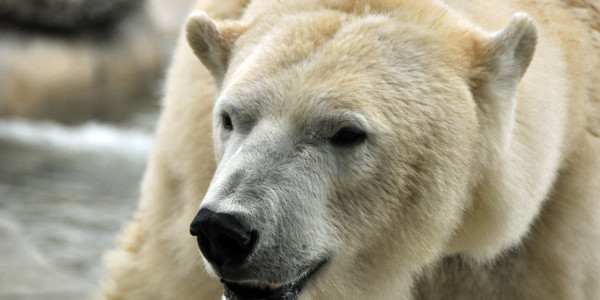 Adult Polar Bear